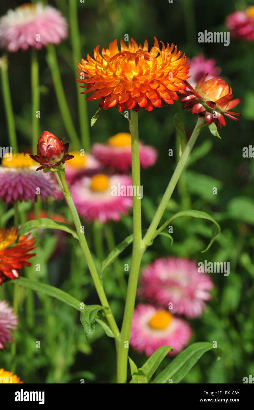 Orange bellis daisy Foto Stock