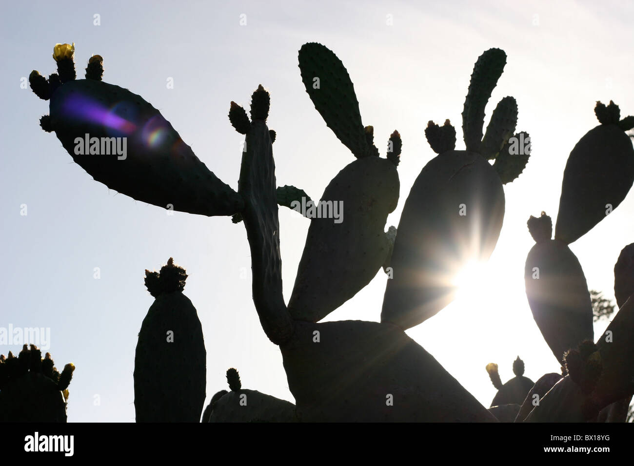 Impianto di cactus con sun splendenti dietro di essa Foto Stock