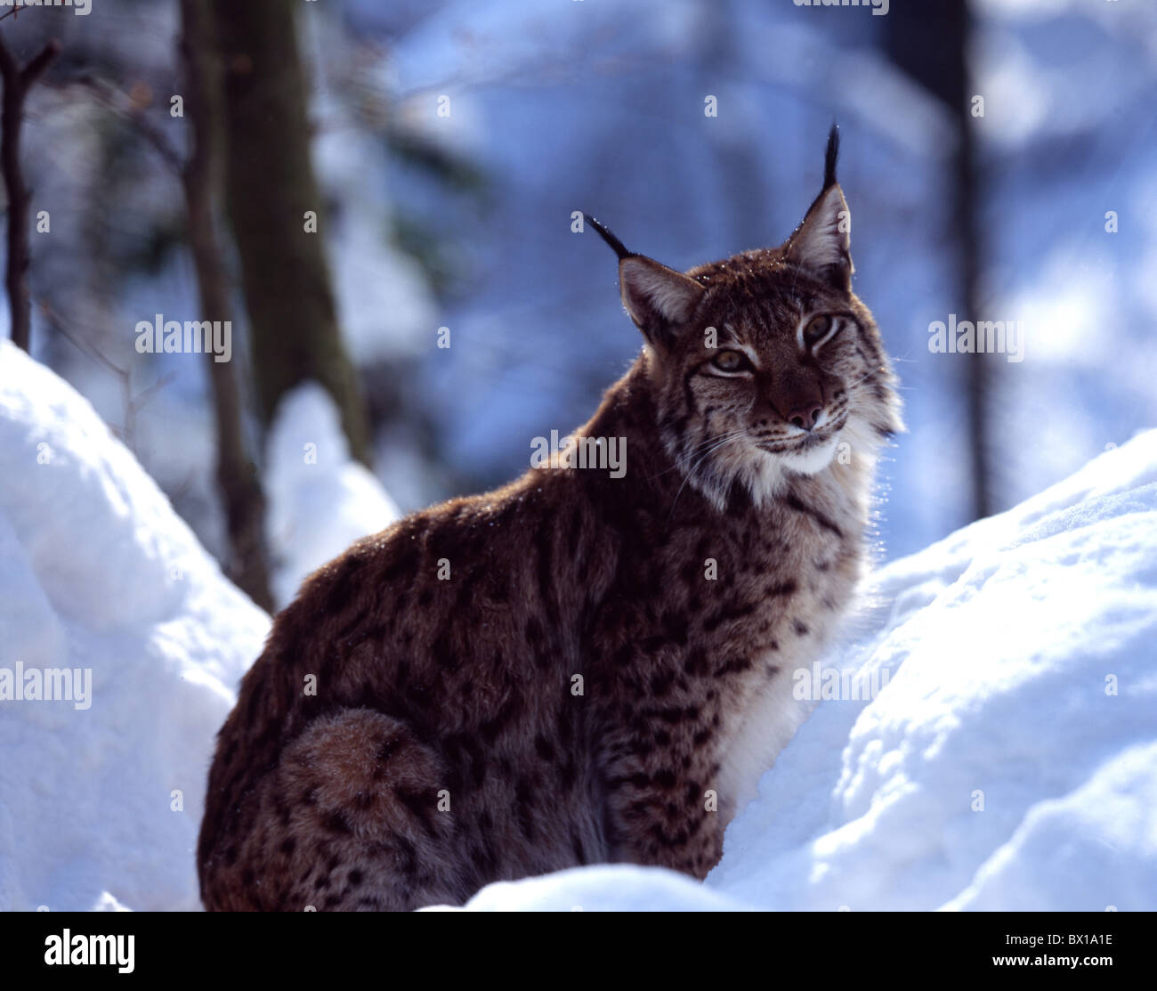 Gli animali di origine animale gatto gioco Lynx lynx natura piccolo neve invernale selvaggio il legno Foto Stock