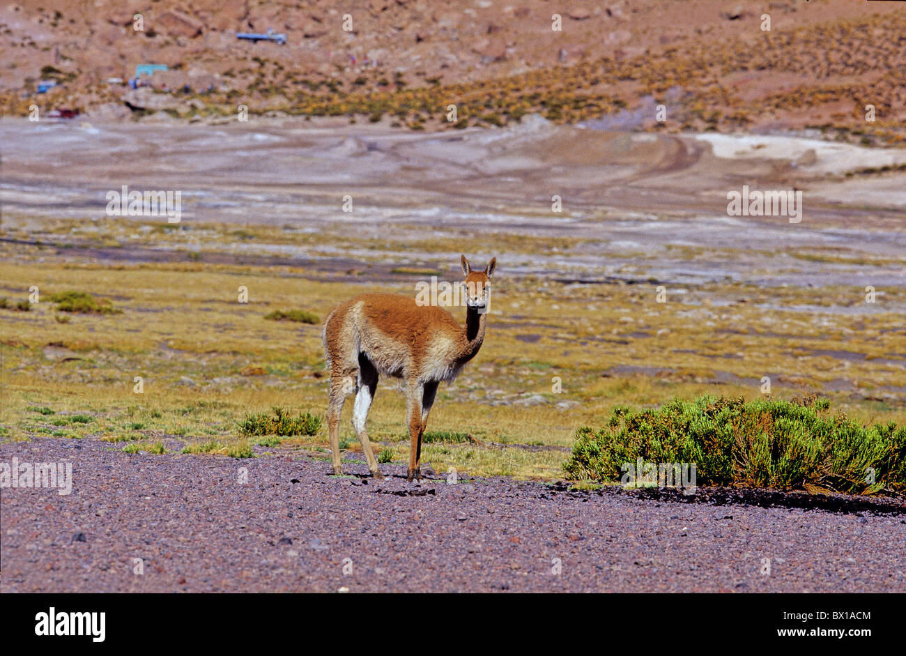 Andes Regione di Atacama Guanaco Lama guanicoe Nord del Cile animale lama Foto Stock