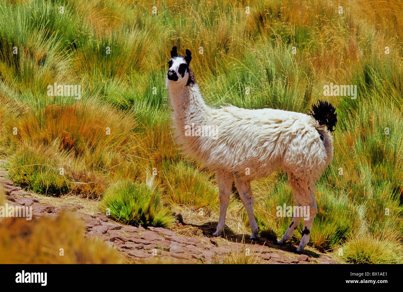 Andes Regione di Atacama cile america del sud Lama Lama guanicoe glama animale Foto Stock