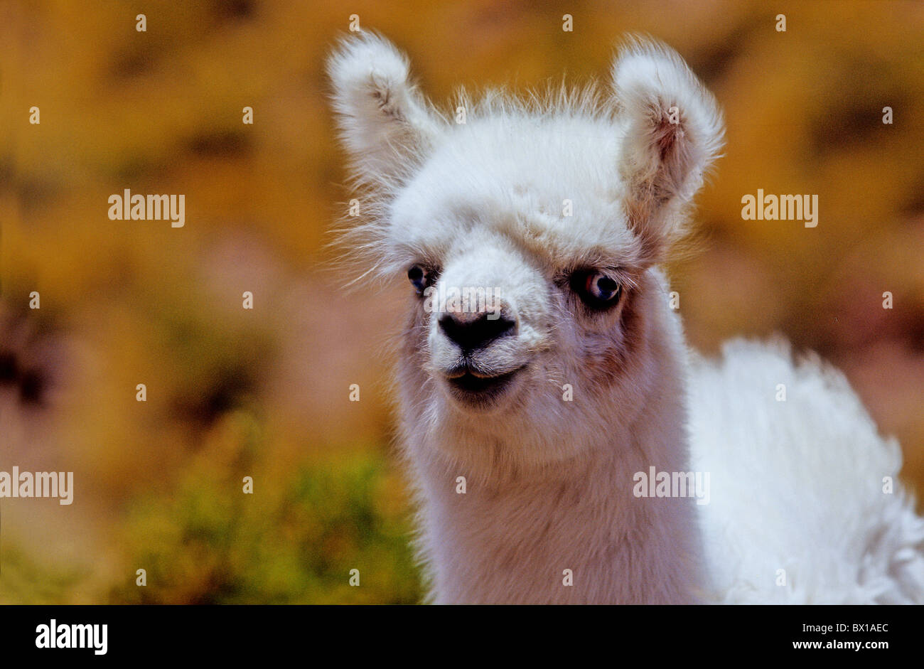Andes Regione di Atacama cile america del sud Lama Lama guanicoe glama animale Foto Stock