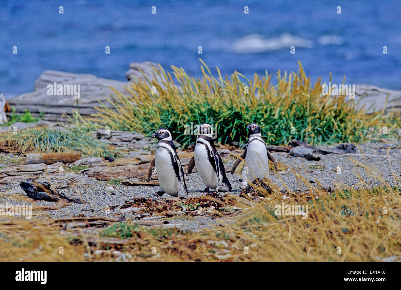 Il Cile America del Sud Magellanic Penguin penguin bird Pheniscus animale magellanicus Otway Sound Punta Arenas Foto Stock