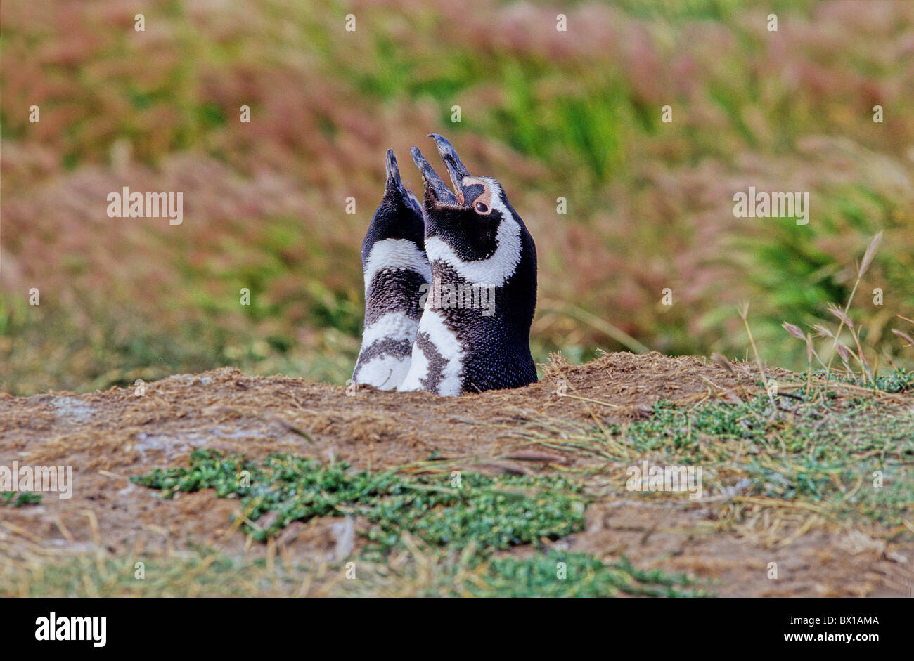 Chiamare il Cile America del Sud Magellanic Penguin penguin uccello animale Pheniscus magellanicus Otway Sound Punta Foto Stock