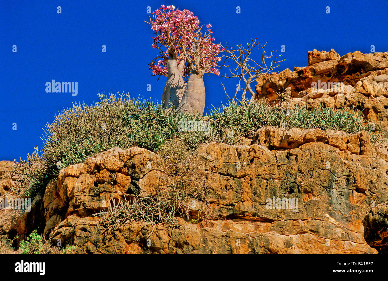 Socotran Desert Rose Adenium Obesum Socotranum costa sud dell'isola di Socotra Yemen Arabia Orient succulente terre Foto Stock