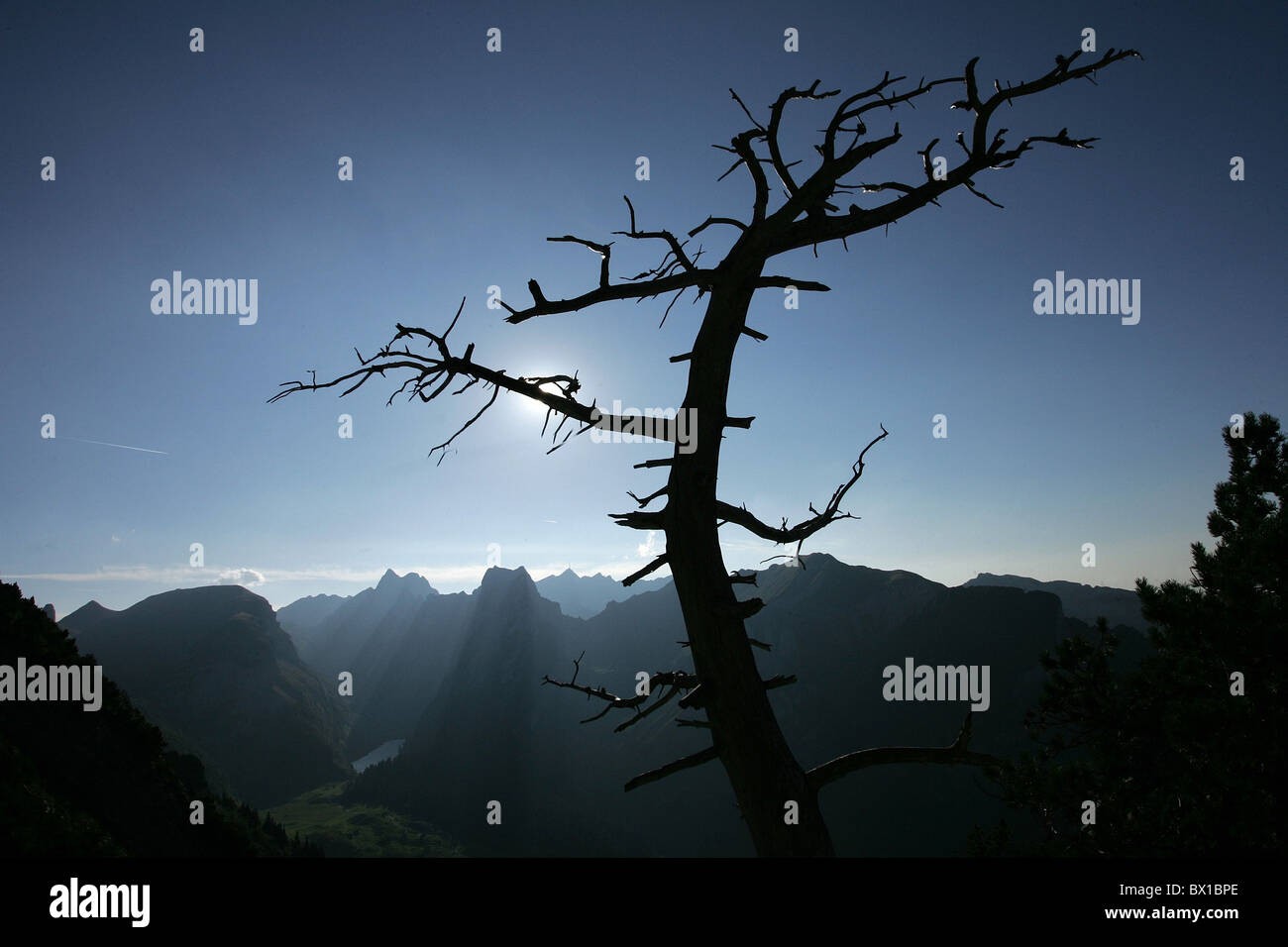 Altezza geologica modo Alpstein Staubern tree silhouette nodose morto umore montagne paesaggio orientale del paesaggio Foto Stock