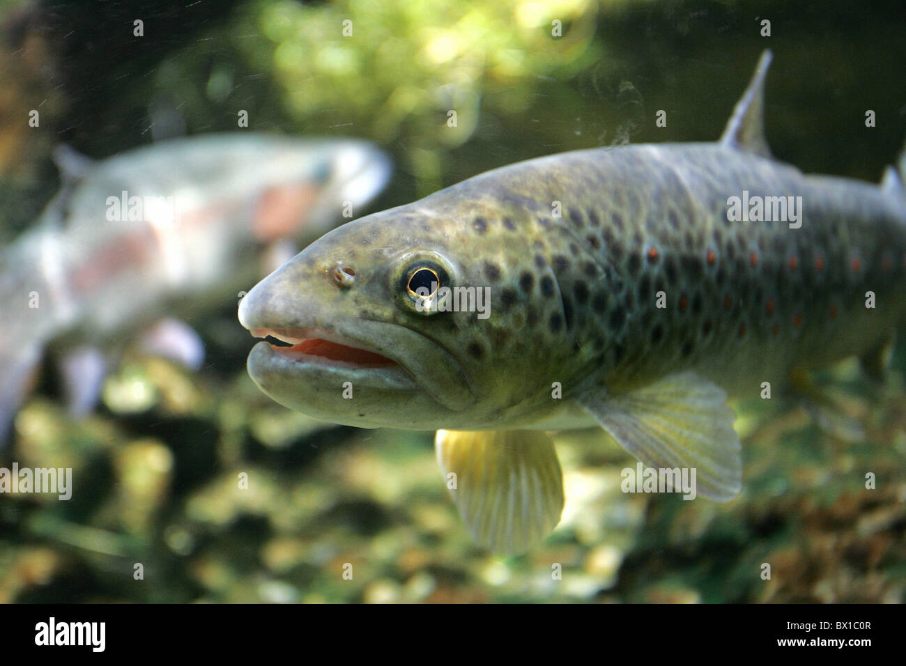 Brook trout Salmo trutta fario pesce subacquea flusso di ruscello di pesci di acqua dolce animali Svizzera Euro Foto Stock