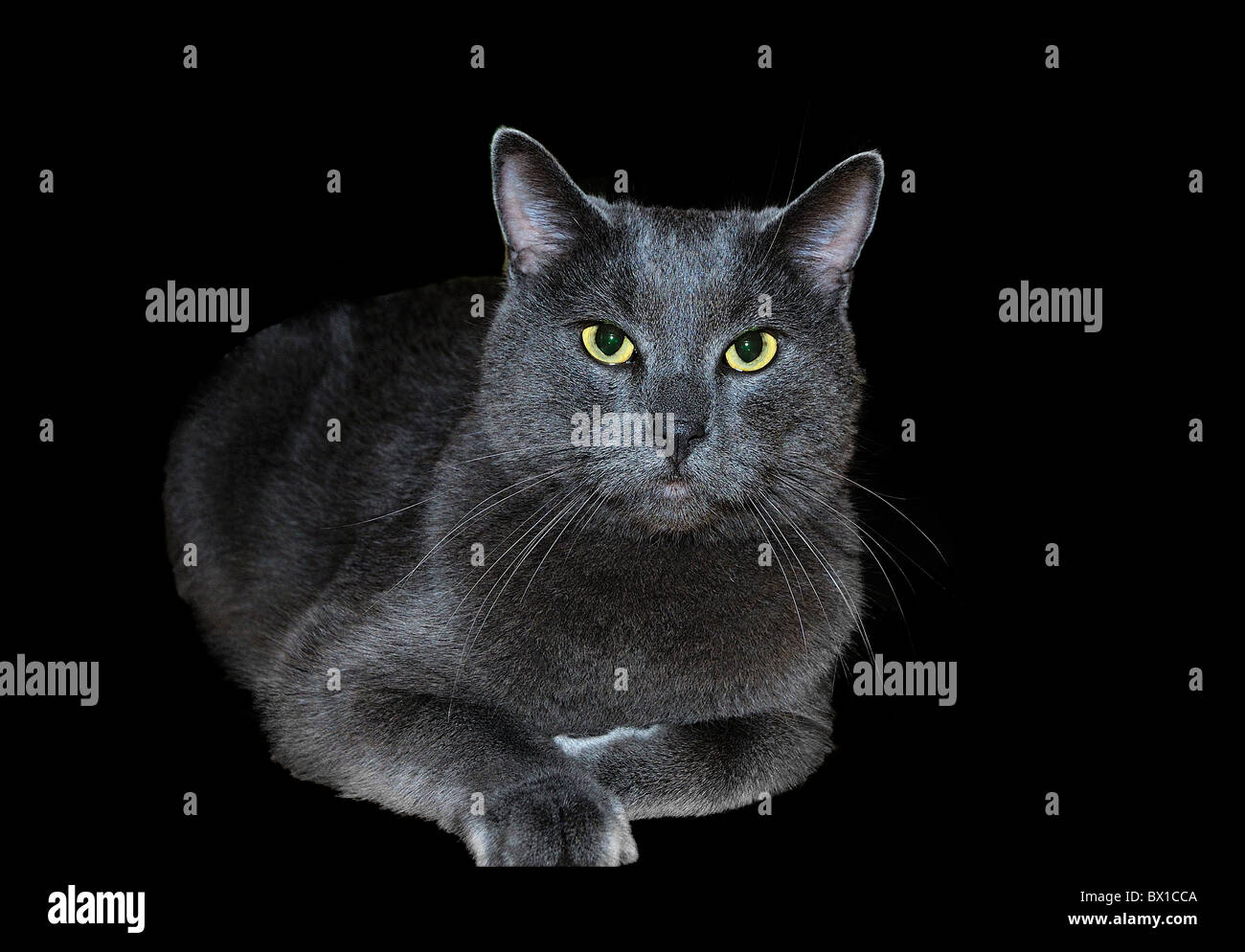 Blu di Russia gatto cut-out Foto Stock
