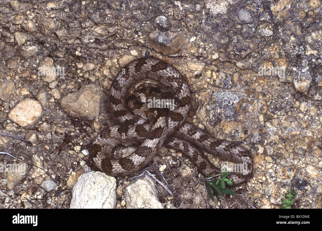Gatto europeo Snake. Telescopus fallax Milos. La Grecia Foto Stock