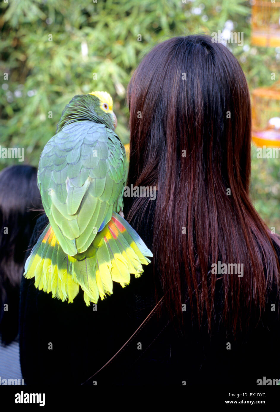 Animali Animali Asia vista posteriore uccelli bird Yuen Po Street Bird Garden Cina Asia da peli sulla schiena Hongkong K Foto Stock