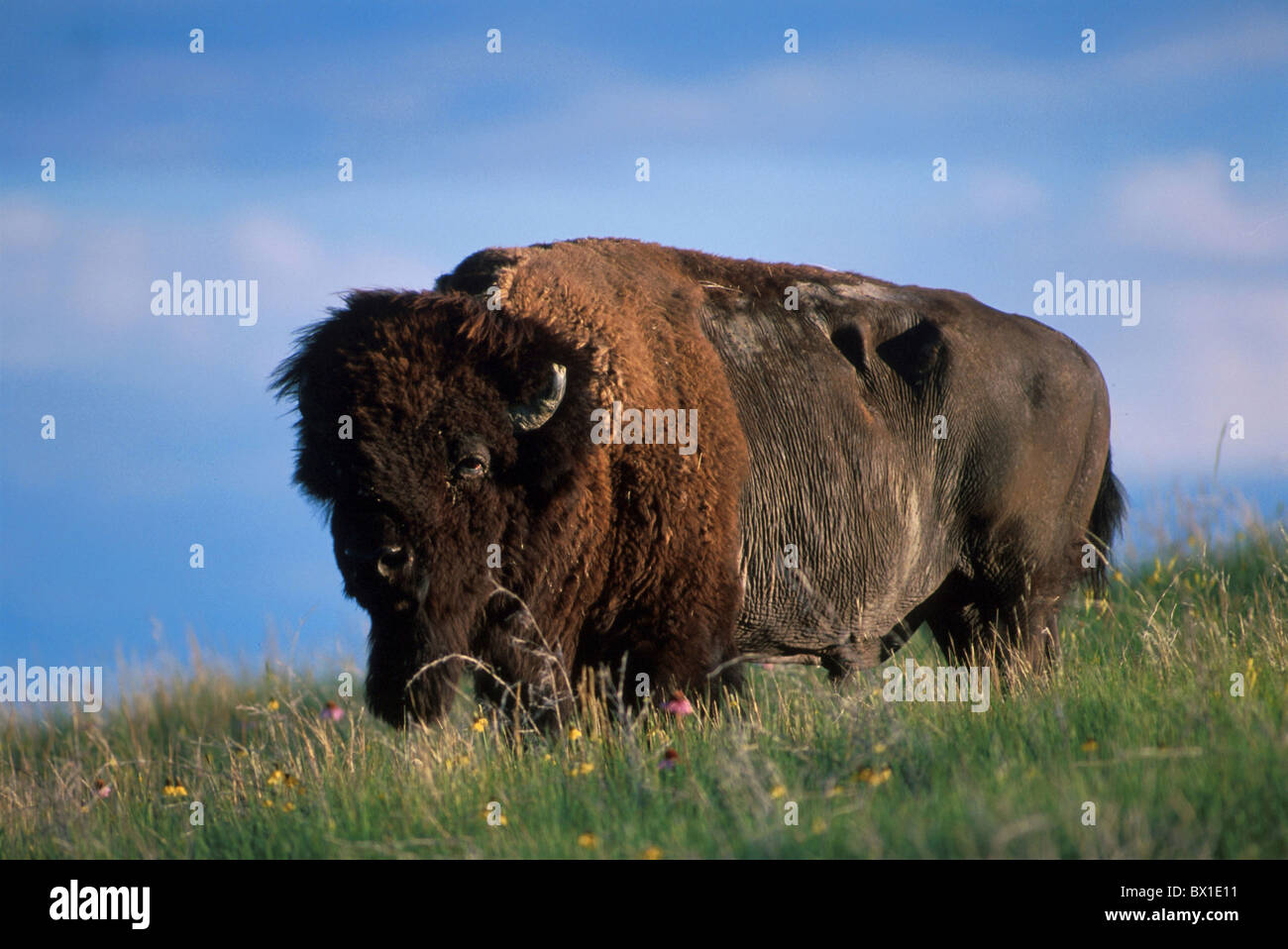 Bisonti americani Bos bison USA America Stati Uniti animali America del Nord Foto Stock