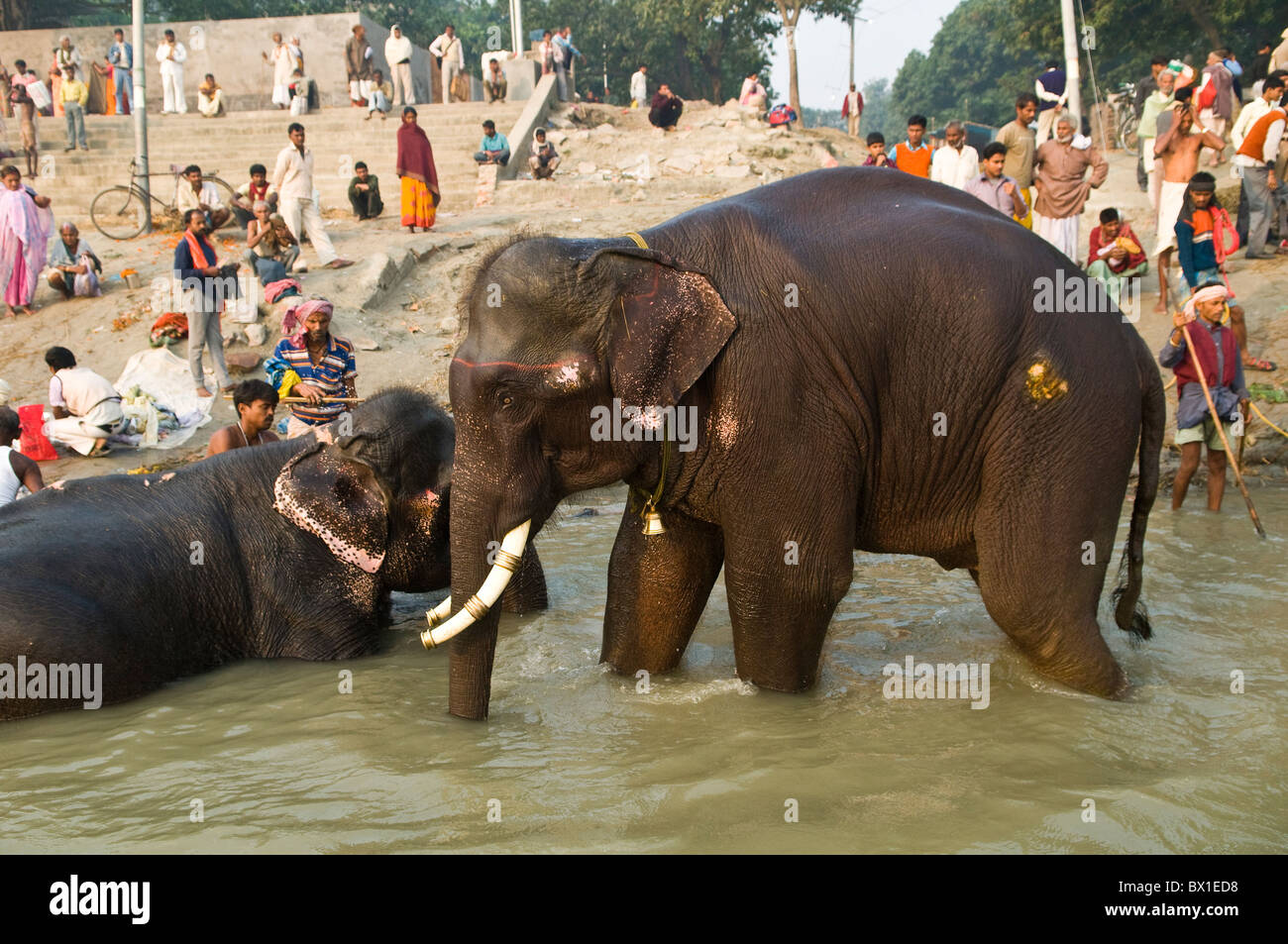 Gli elefanti la balneazione nel fiume Gandak durante il colorato Sonepur mela. Foto Stock
