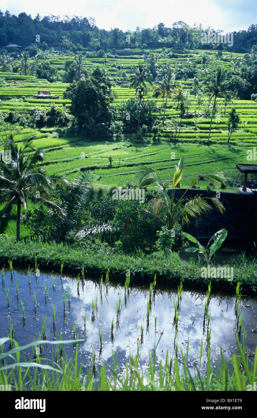 Agricoltura Asia Asia Bali Indonesia campi di riso Riso campi terrazze vicino villaggio Alpuan Foto Stock