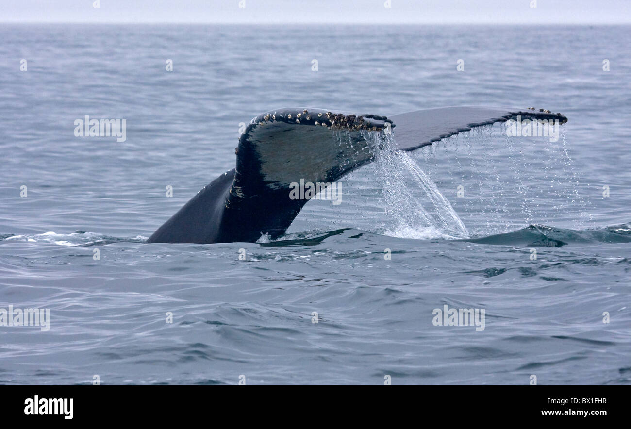 Fluke di Humpback Whale - Megaptera novaeangliae Foto Stock