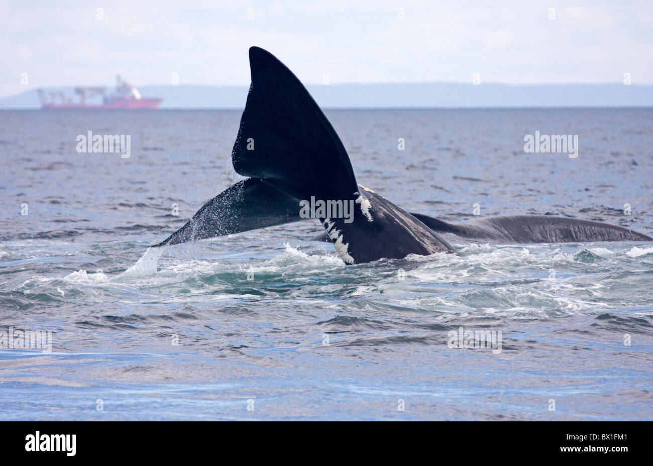 Fluke del Nord Atlantico balena destro - Eubalaena glacialis Foto Stock