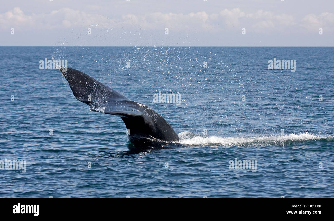 Fluke del Nord Atlantico balena destro - Eubalaena glacialis Foto Stock