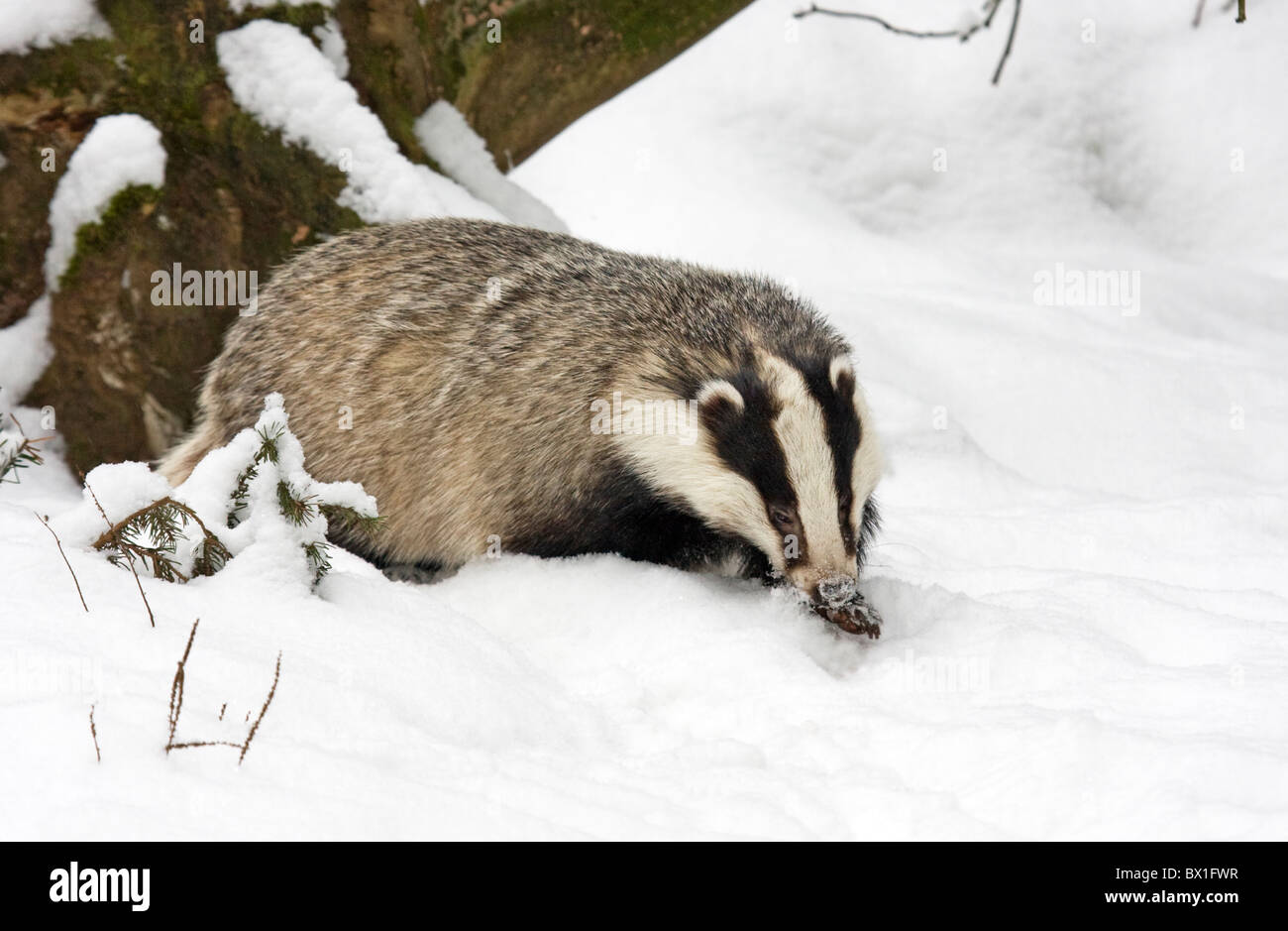 Unione Badger nella neve - Meles meles Foto Stock