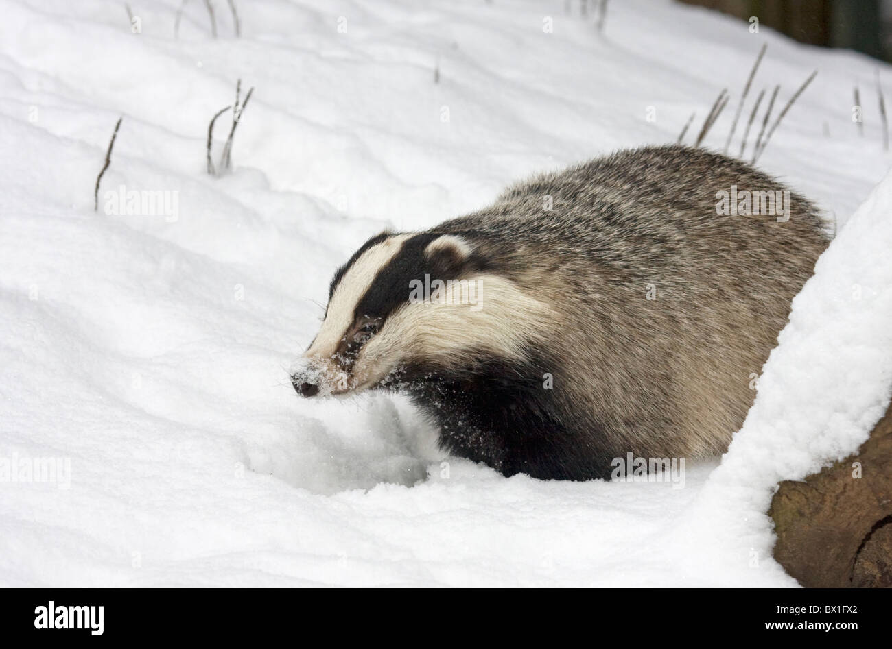 Unione Badger nella neve - Meles meles Foto Stock