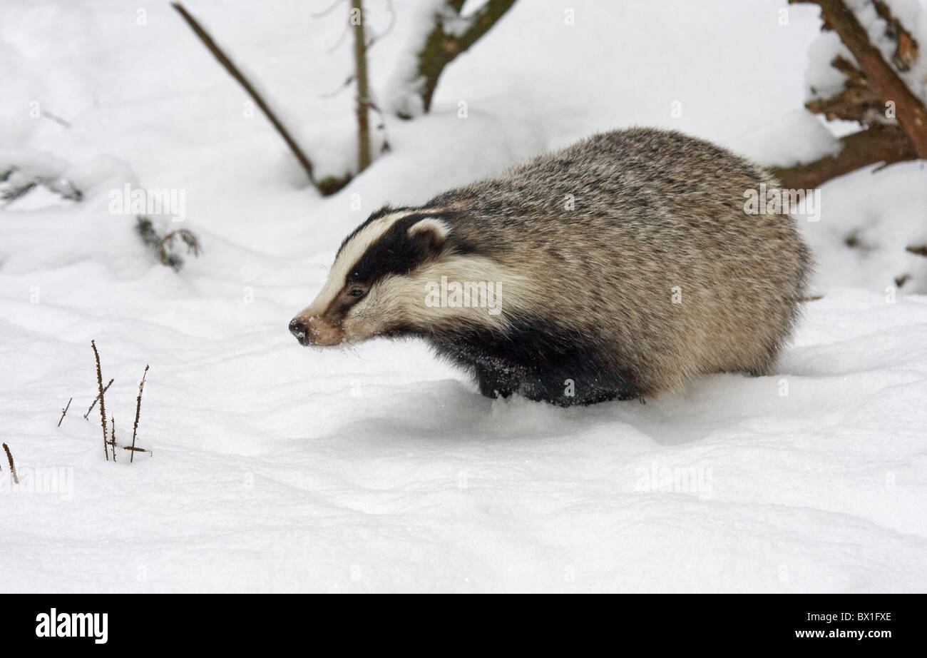 Unione Badger nella neve - Meles meles Foto Stock