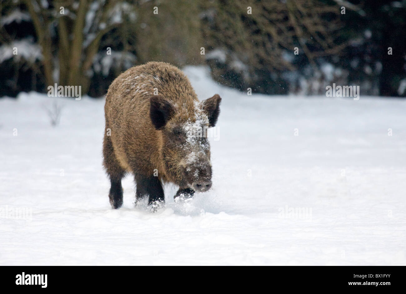 Il cinghiale nella neve - Sus scrofa Foto Stock