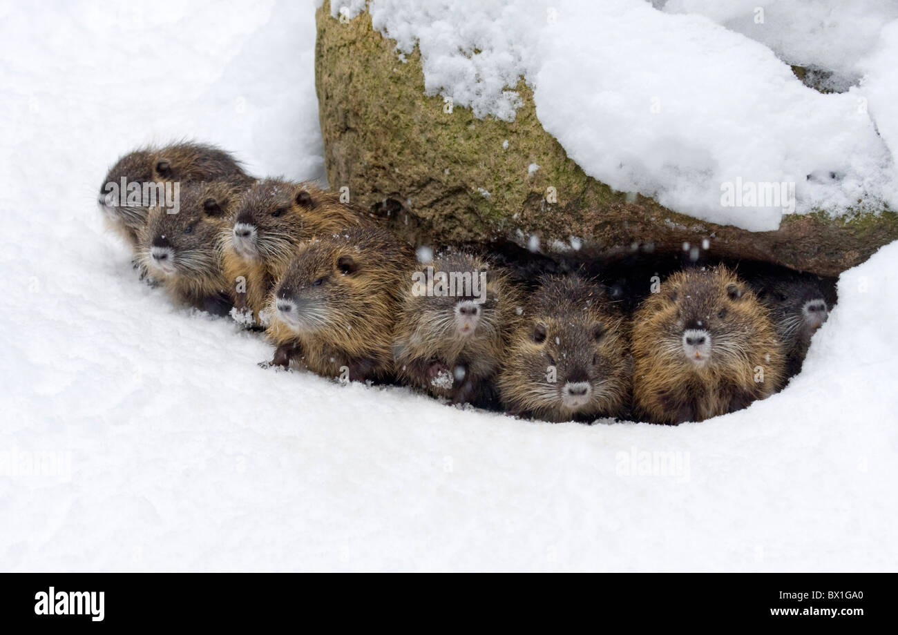 Nutrias nella neve - Myocastor coypus Foto Stock