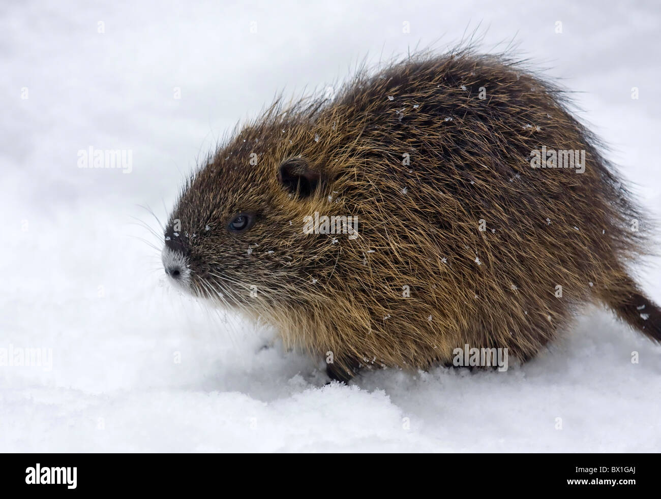 Nutria nella neve - Myocastor coypus Foto Stock
