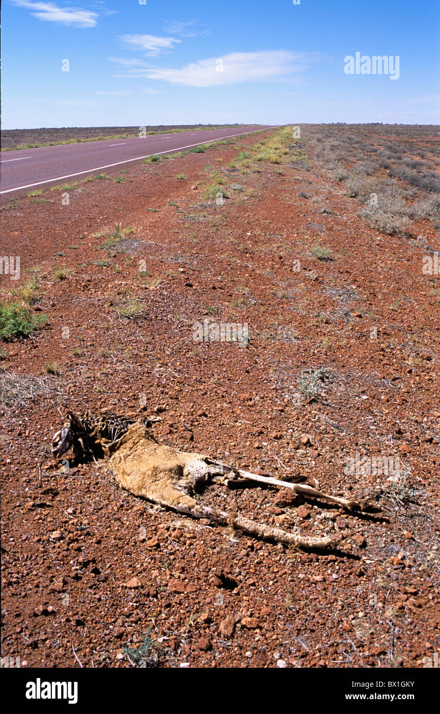 Animali Animali morti Australia kangeroo roadkill Outback del South Australia vittima del traffico Foto Stock