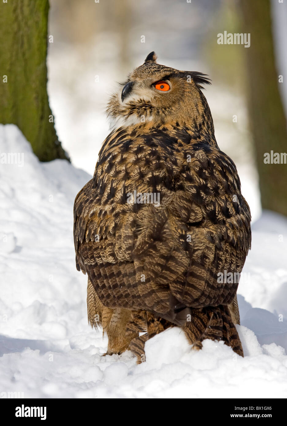 Gufo reale seduta nella neve - Bubo bubo Foto Stock