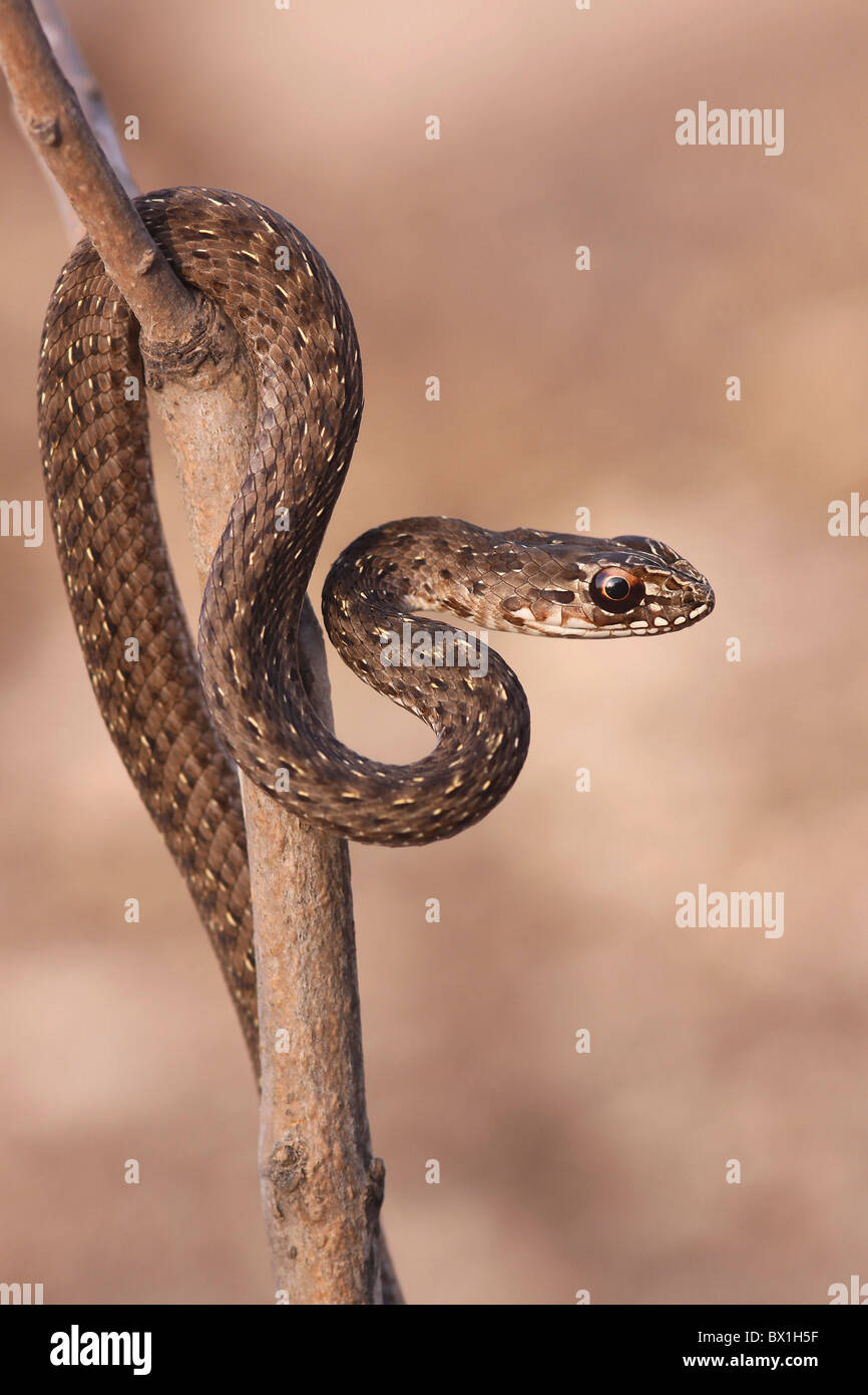 Il novellame di Montpellier snake (Malpolon monspessulanus) Foto Stock