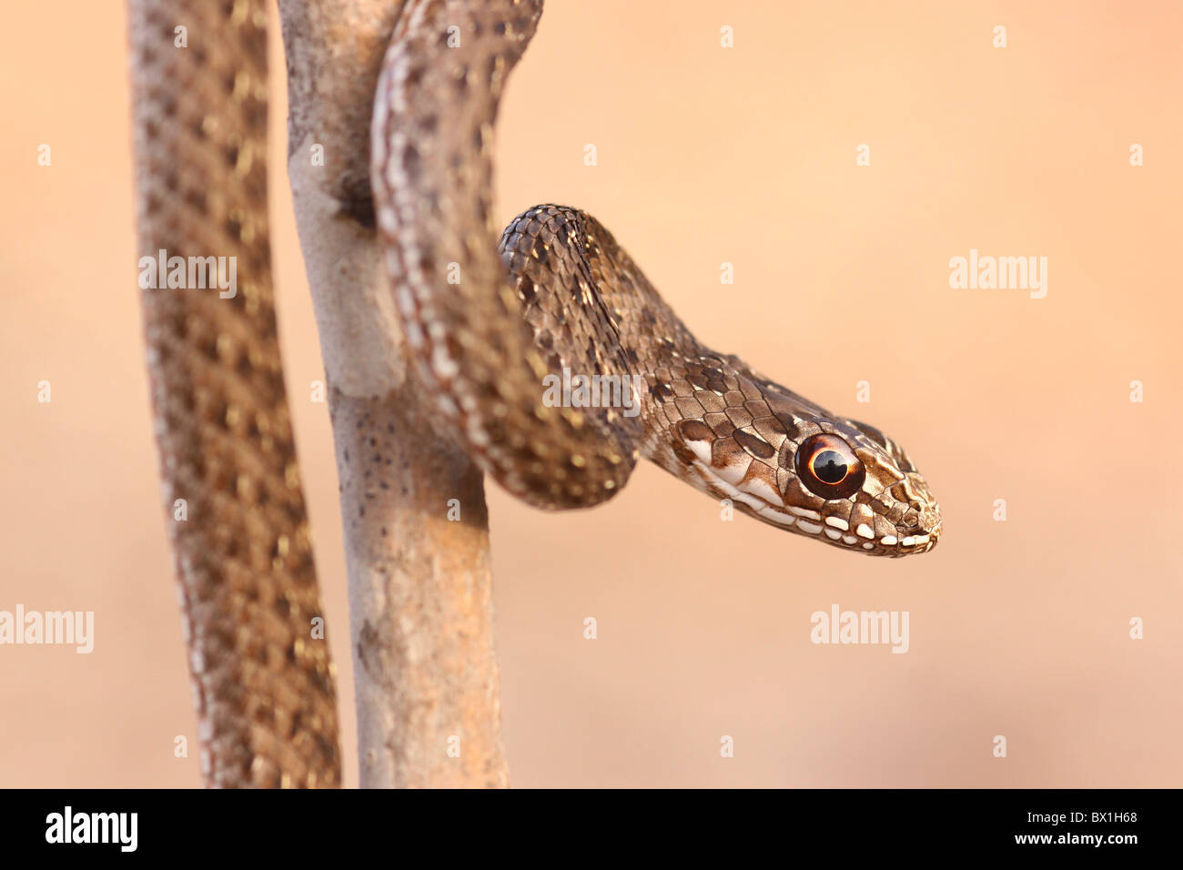 Il novellame di Montpellier snake (Malpolon monspessulanus) Foto Stock