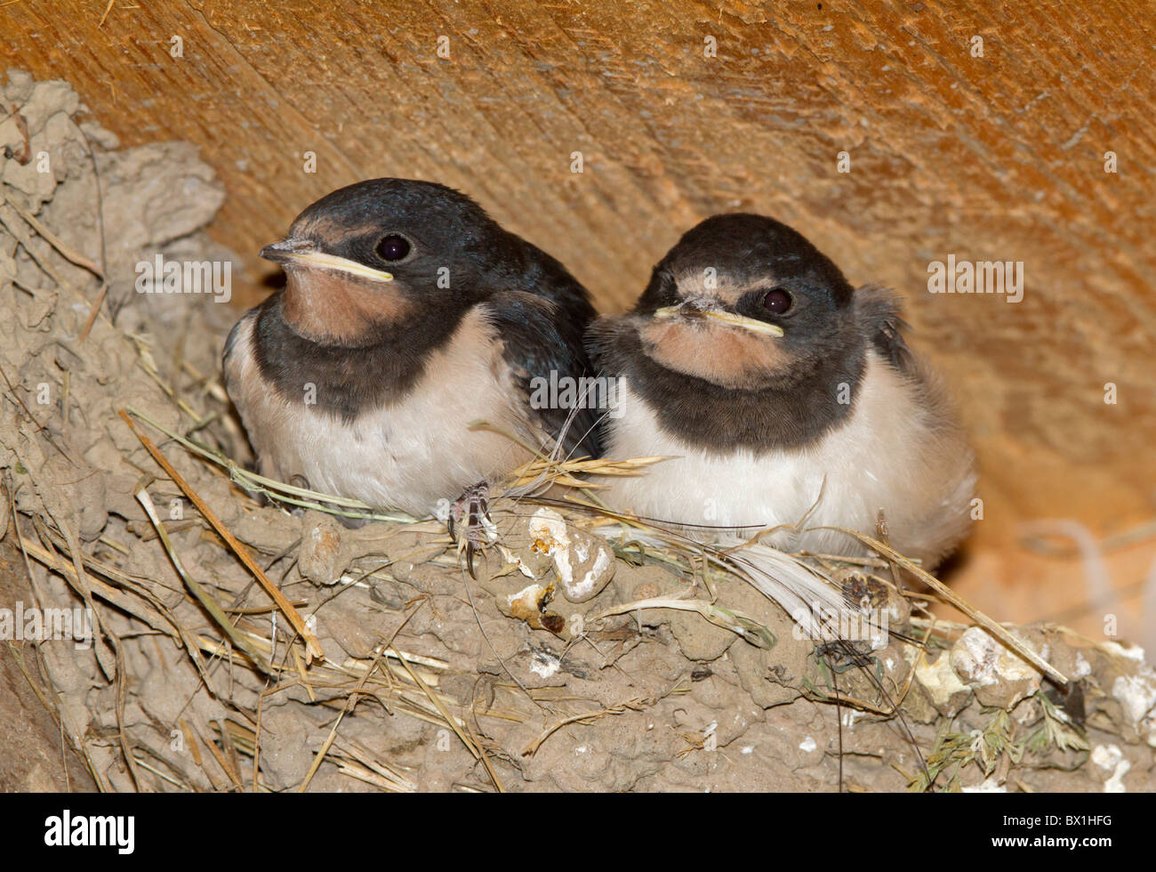 Giovani Barn Swallow in un nido - Hirundo rustica Foto Stock