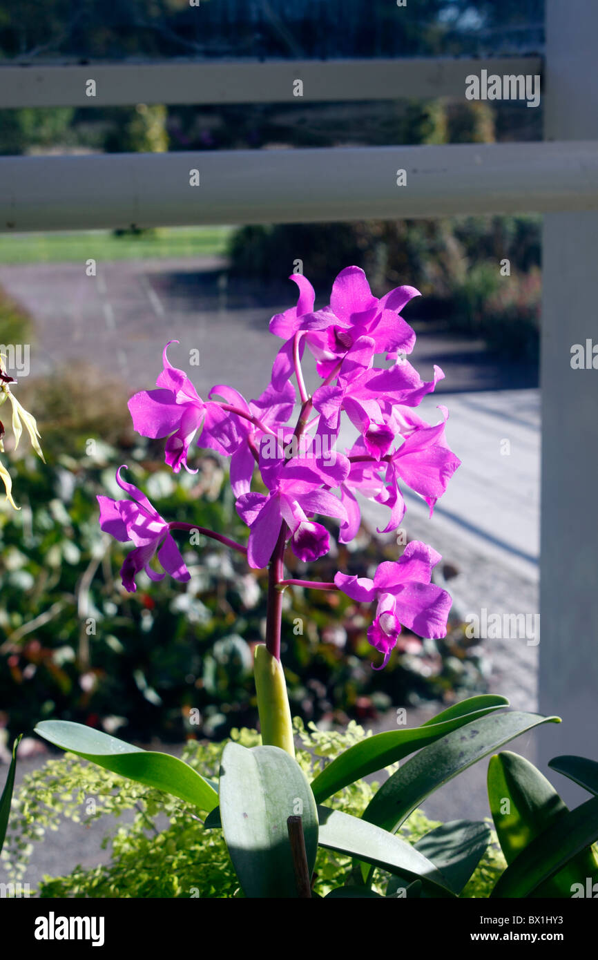 CATTLEYA BOWRINGIANA. Orchidea. Foto Stock