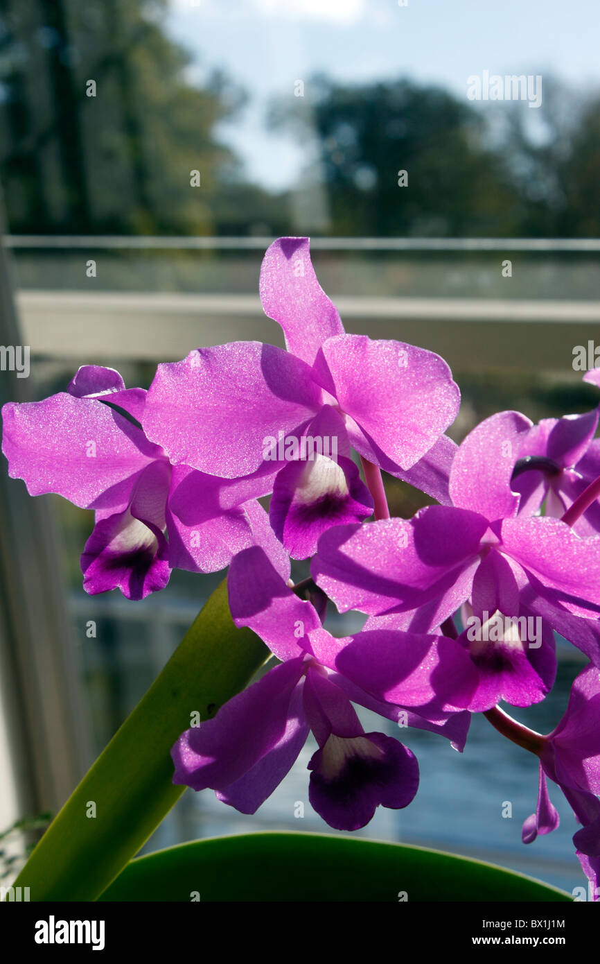 CATTLEYA BOWRINGIANA. Orchidea. Foto Stock