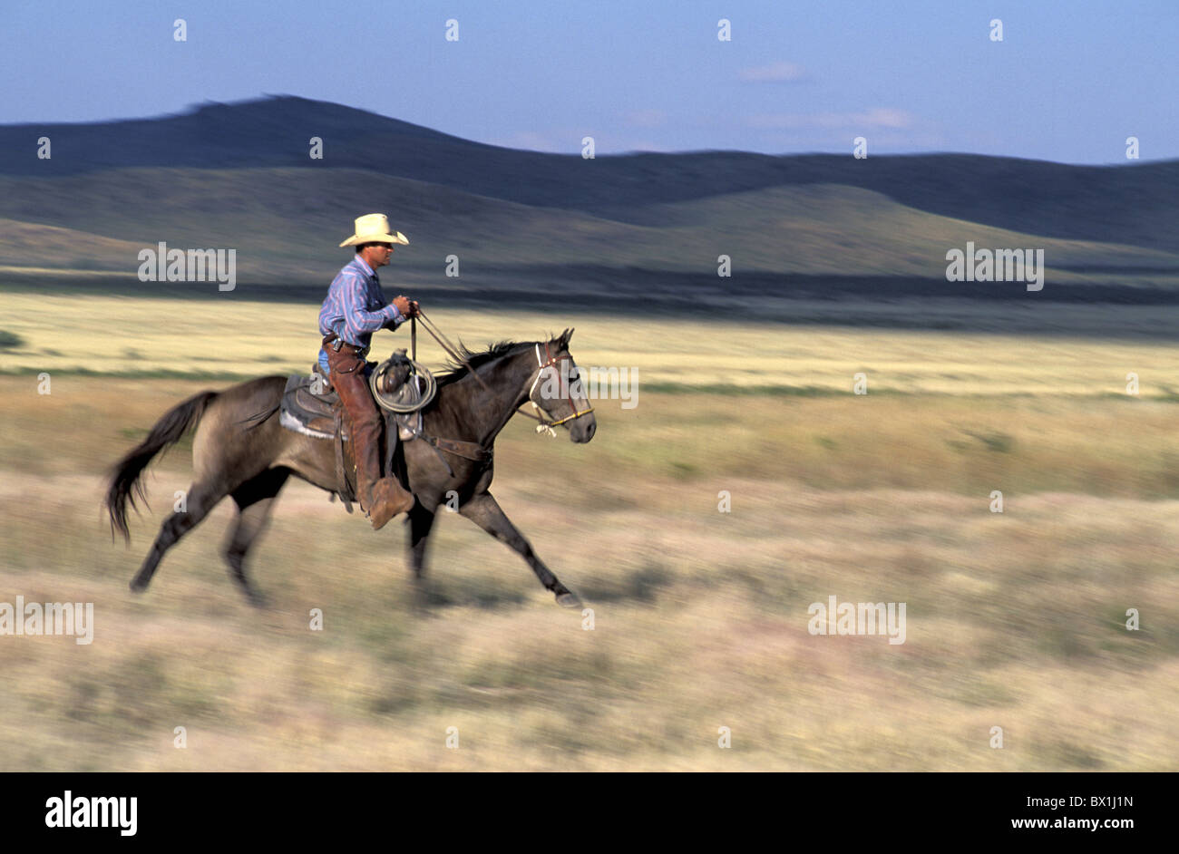 Cibolo Creek Ranch equitazione Cowboy nessun modello di rilascio cavallo di prateria Nord America Gary Louis Texas USA America Foto Stock