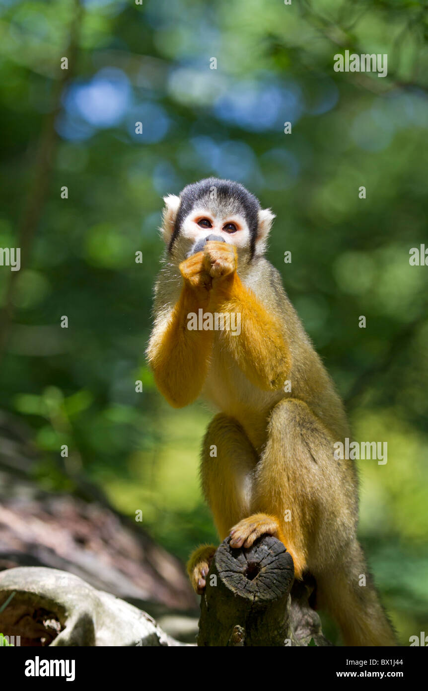 Scimmia di scoiattolo seduto su un tronco - Saimiri sciureus Foto Stock