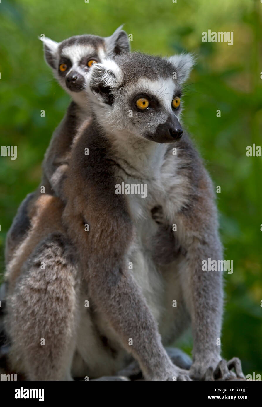 Anello lemure codato con giovane animale sulla sua schiena - Lemur catta Foto Stock