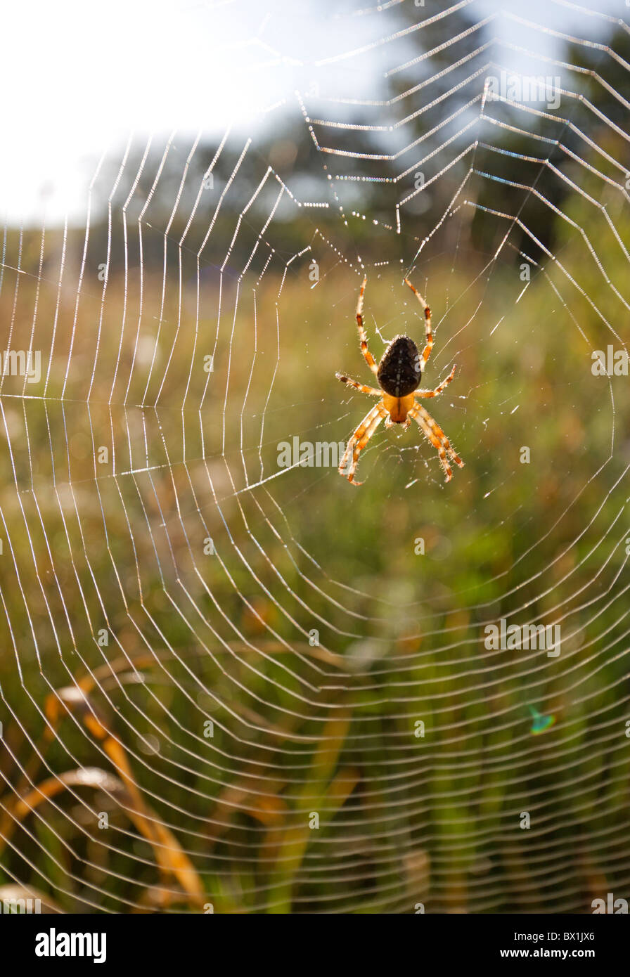 Giardino ragno in un prato - Araneus diadematus Foto Stock