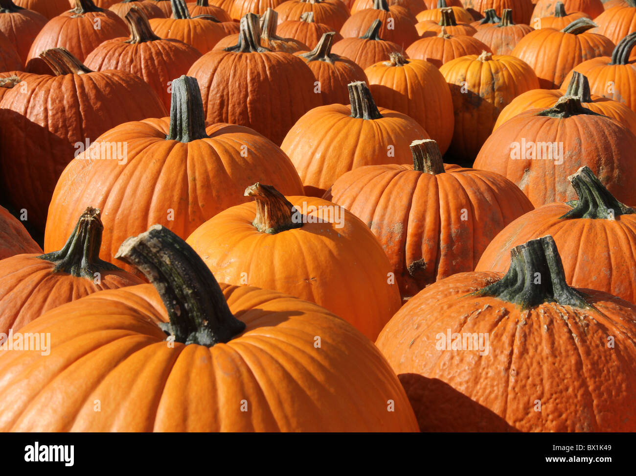 Righe di zucche in Ohio nel mese di ottobre Foto Stock