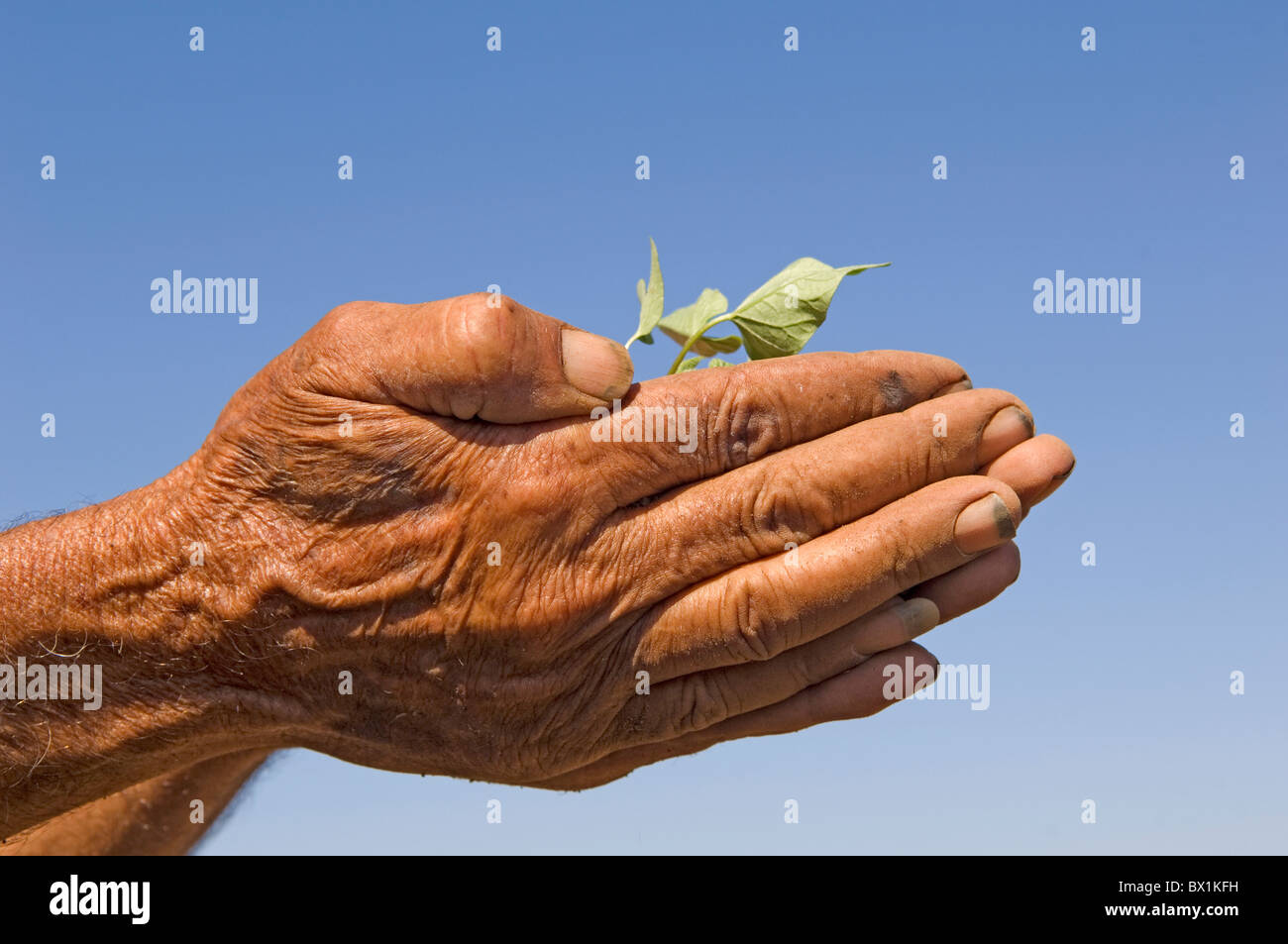 70 anni metà orientale dell'agricoltore mani pianta Tyr Libano Medio Oriente Foto Stock