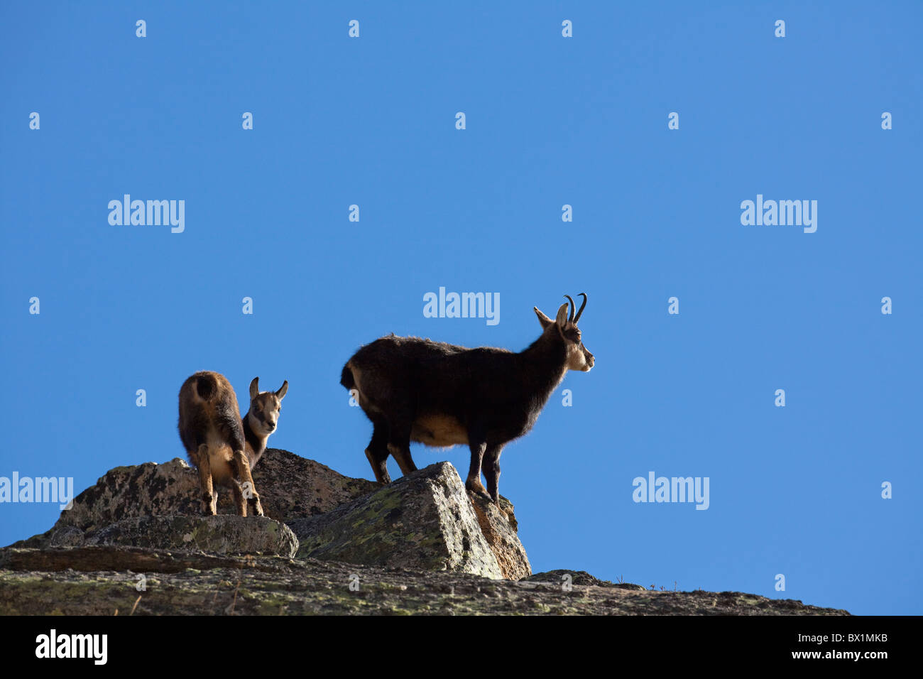 Il camoscio (Rupicapra rupicapra), adulti con i giovani, il Parco Nazionale del Gran Paradiso, Italia Foto Stock