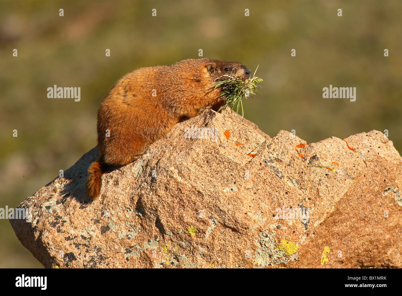 Una marmotta con un boccone di erba. Foto Stock