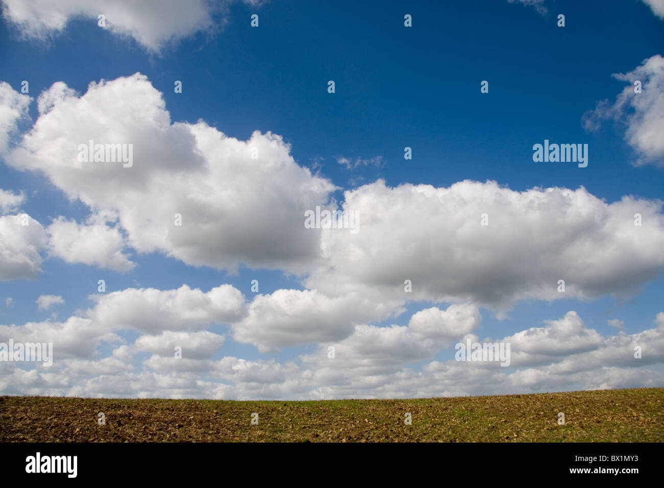 Cielo blu con nuvole cumulus al di sopra di un campo Foto Stock