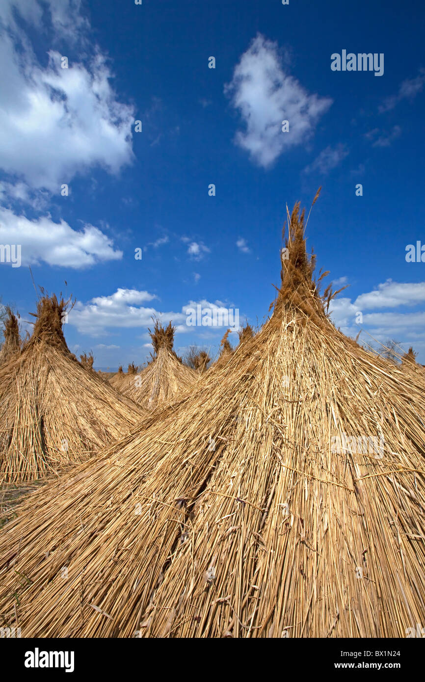 Canna di palude (Phragmites australis / Phragmites communis) raccolte fasci di essiccazione a lago Neusiedler See, Austria Foto Stock