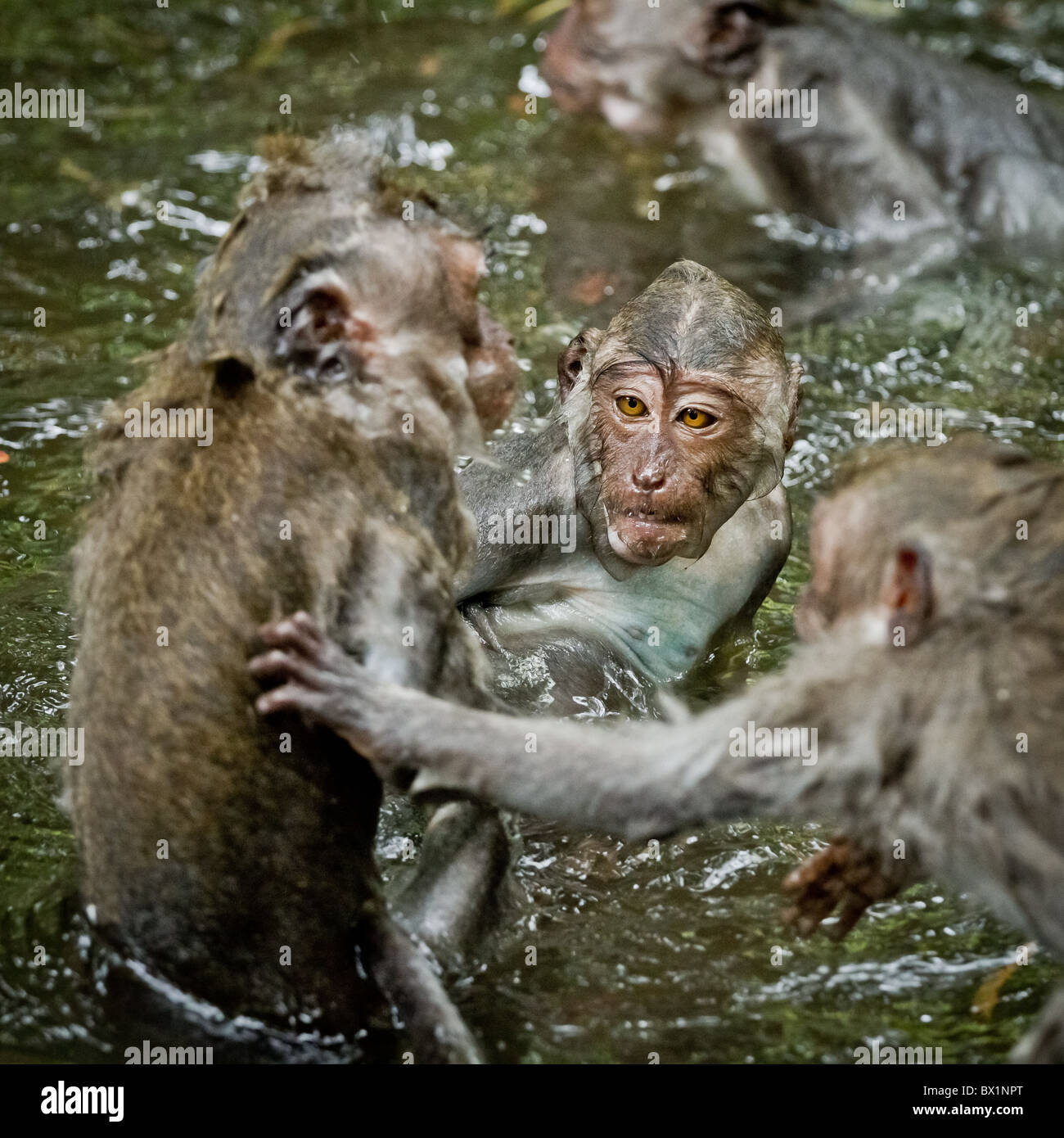 Monkey (Macaca fascicularis) a Dalem Agung Padangtegal tempio sacro nella foresta delle scimmie, Ubud, Bali Indonesia Foto Stock
