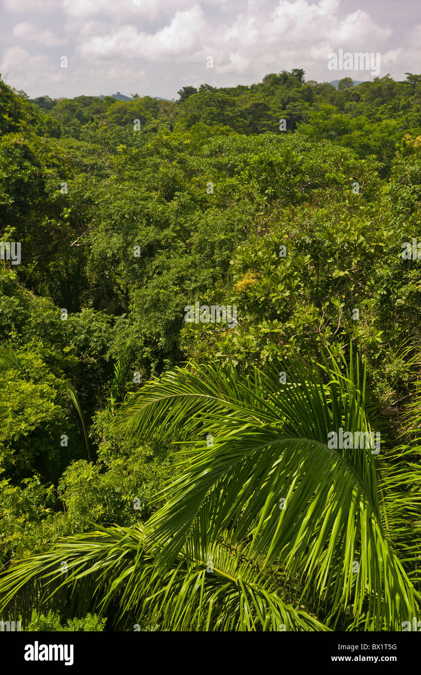 Parco nazionale di Soberania, PANAMA - Jungle albero canopy, Rainforest Discovery Centre a Pipeline Road. Foto Stock