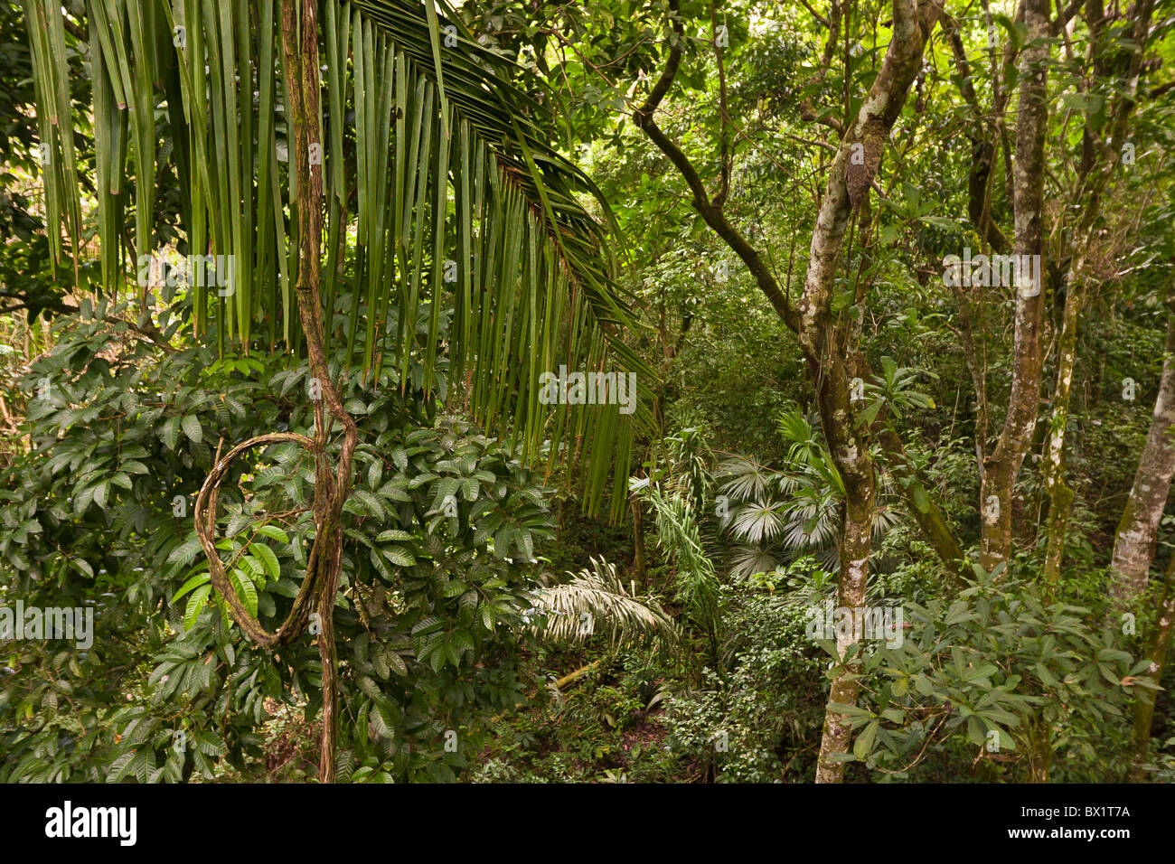 Parco nazionale di Soberania, PANAMA - giungla vegetazione della foresta pluviale al centro di scoperta a Pipeline Road. Foto Stock