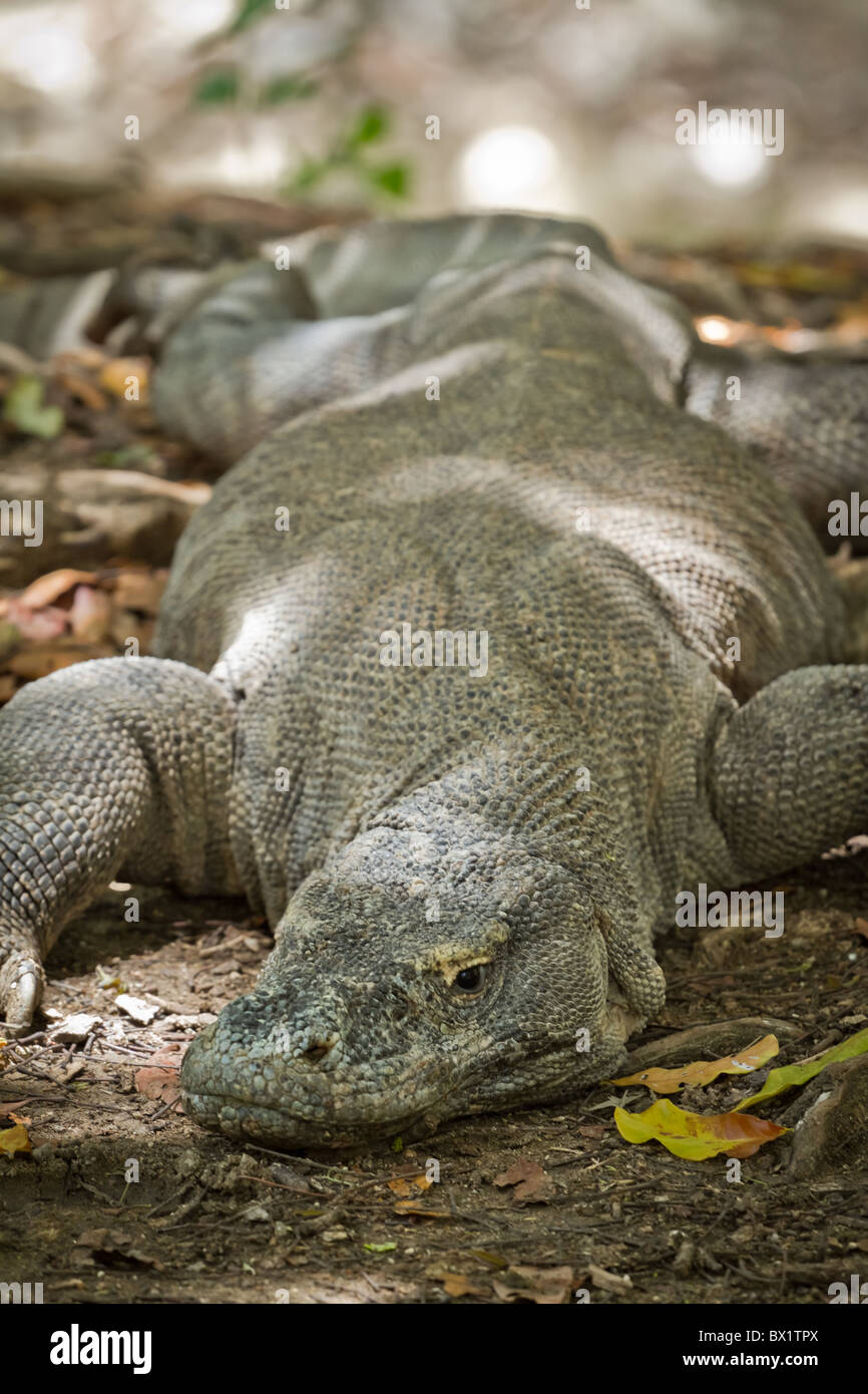 Drago di Komodo in isola di Rinca, Indonesia Foto Stock