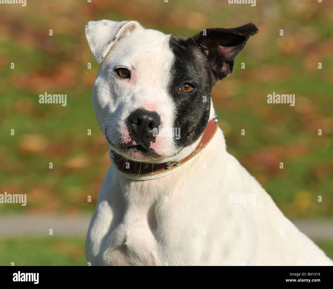 American XL bullo Foto Stock