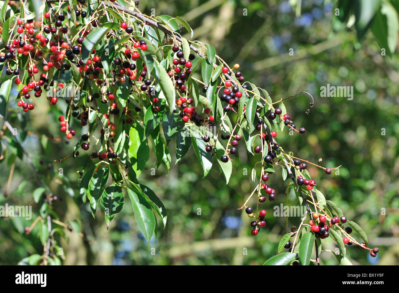Nero - ciliegia selvatica amarena (Prunus serotina) frutti - drupe in autunno - Louvain-La-Neuve - Belgio Foto Stock
