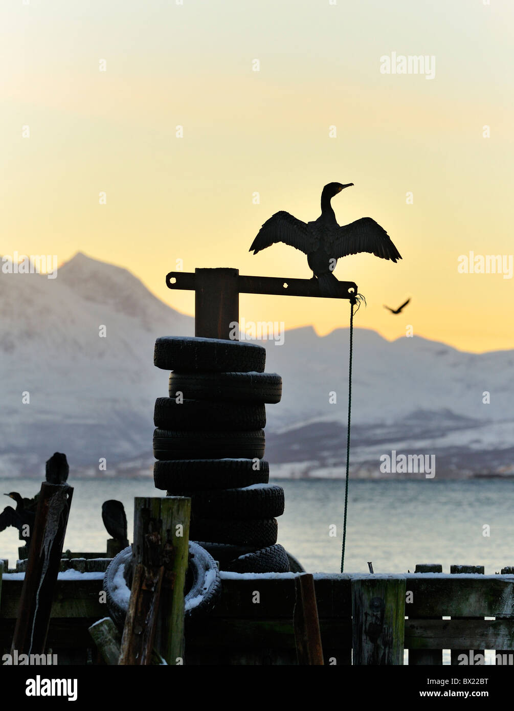 Grande cormorano Phalacrocorax carbo, in Tromso, Norvegia settentrionale Foto Stock